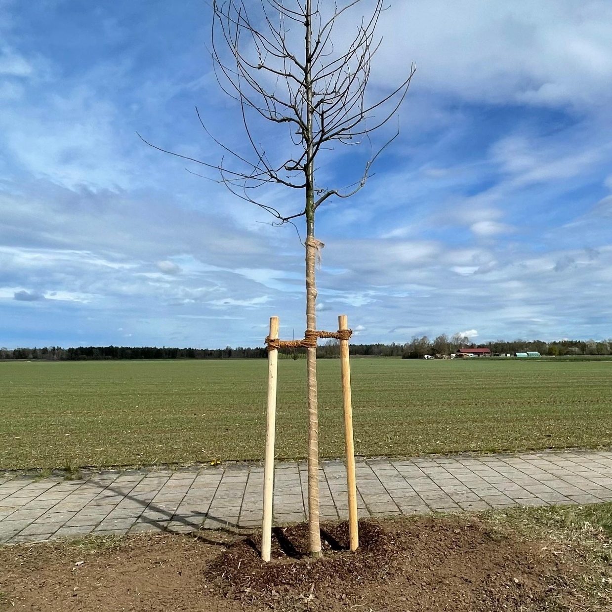 Ersatzpflanzung in Höhenkirchen-Siegertsbrunn