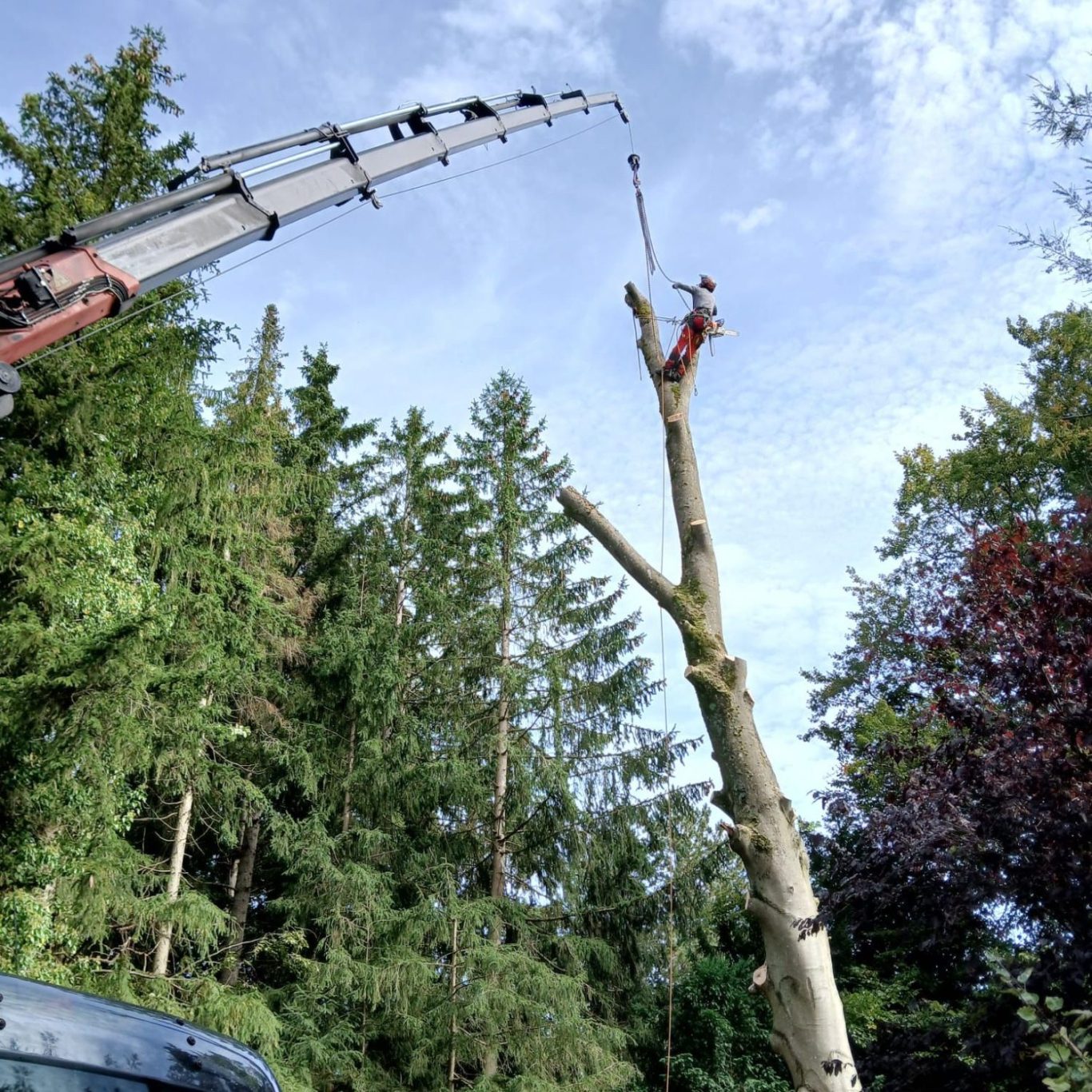 Kranfällung in Grünwald